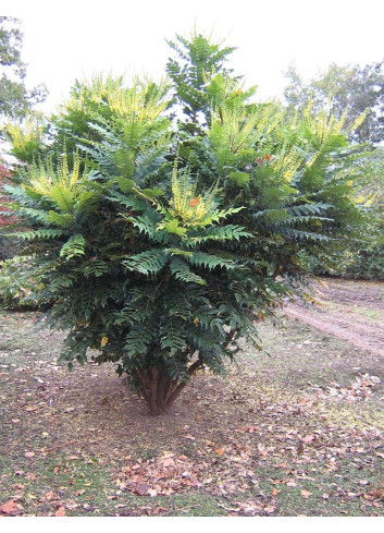 MAHONIA media CHARITY - Mahonia