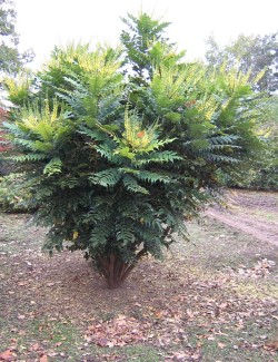 MAHONIA media CHARITY - Mahonia