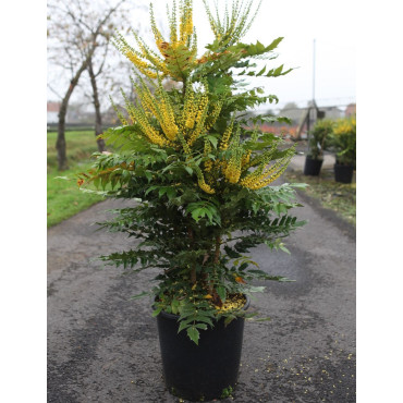 MAHONIA media CHARITY - Mahonia En pot de 25-30 litres buisson hauteur 080-100 cm