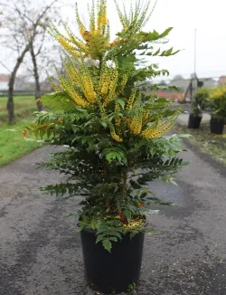 mahonia-charity-mahonia-media-charity-2.jpg