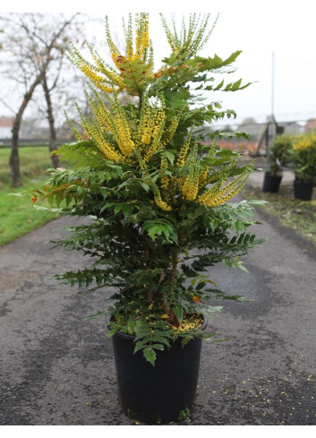 MAHONIA media CHARITY - Mahonia En pot de 25-30 litres buisson hauteur 080-100 cm