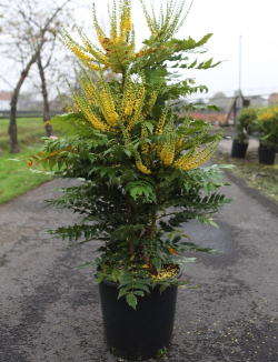 MAHONIA media CHARITY - Mahonia En pot de 25-30 litres buisson hauteur 080-100 cm