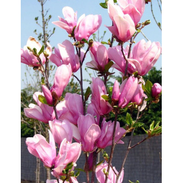 MAGNOLIA GEORGE HENRY KERN - Magnolier