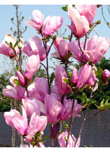 MAGNOLIA GEORGE HENRY KERN - Magnolier