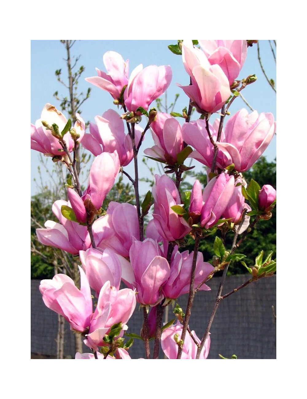 MAGNOLIA GEORGE HENRY KERN - Magnolier