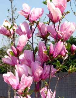 MAGNOLIA GEORGE HENRY KERN - Magnolier