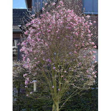 MAGNOLIA GEORGE HENRY KERN - Magnolier