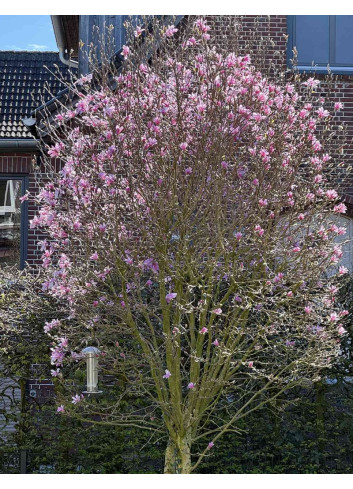 MAGNOLIA GEORGE HENRY KERN - Magnolier