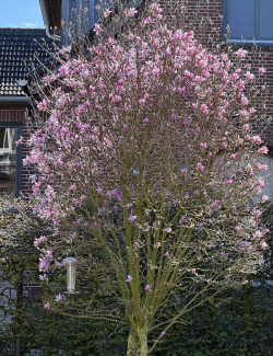 MAGNOLIA GEORGE HENRY KERN - Magnolier