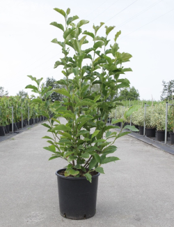 MAGNOLIA GEORGE HENRY KERN - Magnolier En pot de 12-15 litres forme buisson hauteur 080-100 cm
