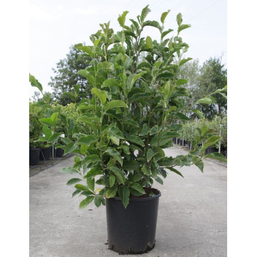 MAGNOLIA GEORGE HENRY KERN - Magnolier En pot de 15-20 litres forme buisson hauteur 100-125 cm