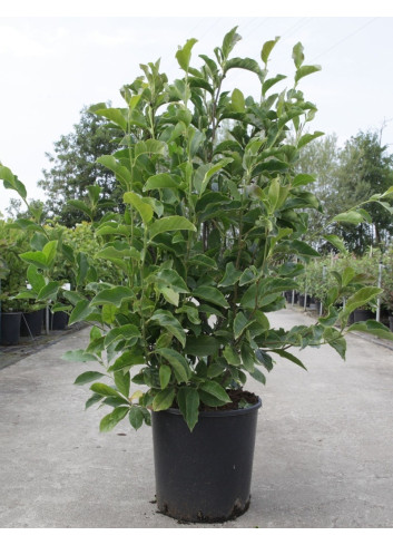 MAGNOLIA GEORGE HENRY KERN - Magnolier En pot de 15-20 litres forme buisson hauteur 100-125 cm