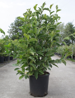 MAGNOLIA GEORGE HENRY KERN - Magnolier En pot de 15-20 litres forme buisson hauteur 100-125 cm