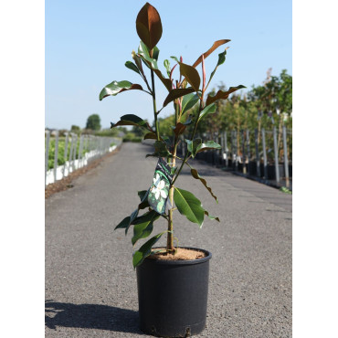 MAGNOLIA grandiflora KAY PARIS - Magnolier à grandes fleurs En pot de 12-15 litres hauteur 060-080 cm