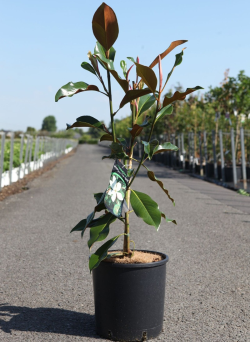 MAGNOLIA grandiflora KAY PARIS - Magnolier à grandes fleurs En pot de 12-15 litres hauteur 060-080 cm