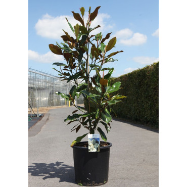 MAGNOLIA grandiflora KAY PARIS - Magnolier à grandes fleurs En pot de 25-30 litres hauteur 100-125 cm
