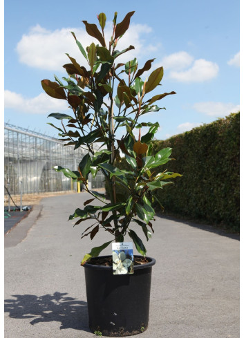 MAGNOLIA grandiflora KAY PARIS - Magnolier à grandes fleurs En pot de 25-30 litres hauteur 100-125 cm