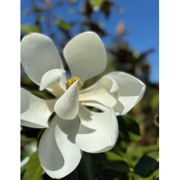 MAGNOLIA grandiflora KAY PARIS - Magnolier à grandes fleurs