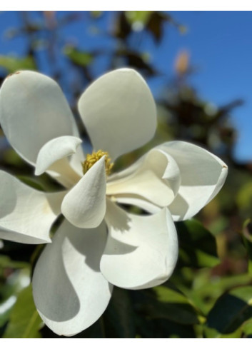 MAGNOLIA grandiflora KAY PARIS - Magnolier à grandes fleurs
