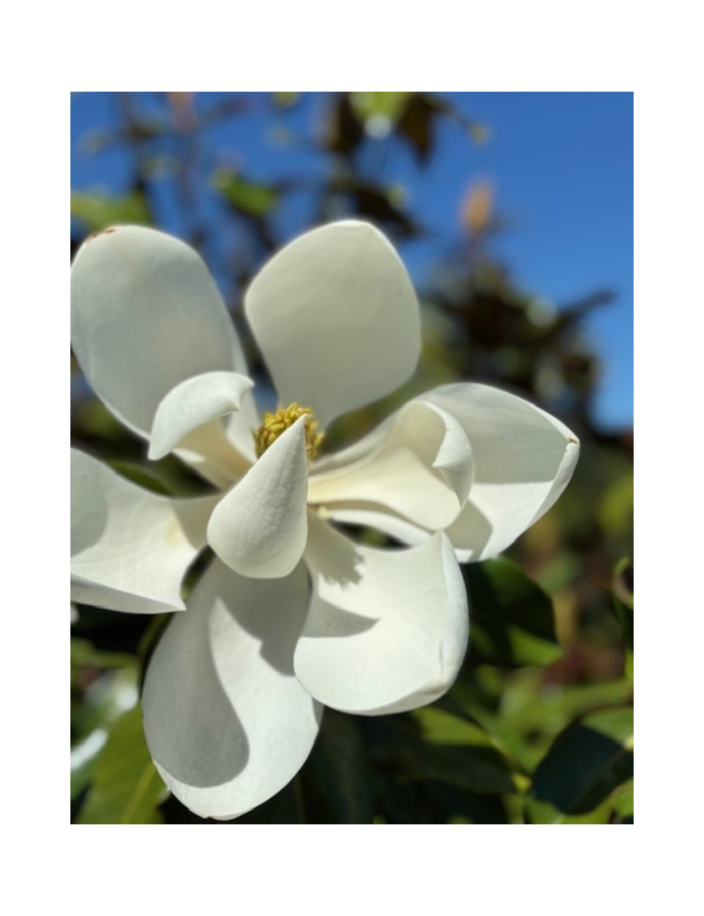 MAGNOLIA grandiflora KAY PARIS - Magnolier à grandes fleurs