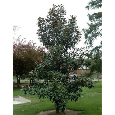 MAGNOLIA grandiflora KAY PARIS - Magnolier à grandes fleurs