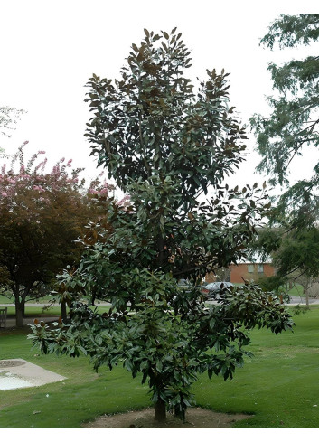 MAGNOLIA grandiflora KAY PARIS - Magnolier à grandes fleurs