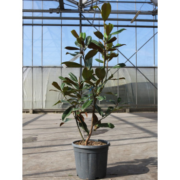 MAGNOLIA grandiflora GOLIATH - Magnolia à grandes fleurs En pot de 15-20 litres hauteur 080-100 cm