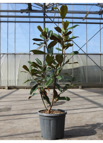 MAGNOLIA grandiflora GOLIATH - Magnolia à grandes fleurs En pot de 15-20 litres hauteur 080-100 cm
