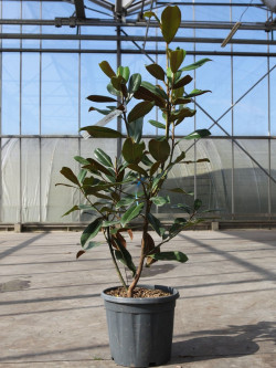 MAGNOLIA grandiflora GOLIATH - Magnolia à grandes fleurs En pot de 15-20 litres hauteur 080-100 cm