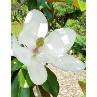 MAGNOLIA grandiflora GOLIATH - Magnolia à grandes fleurs