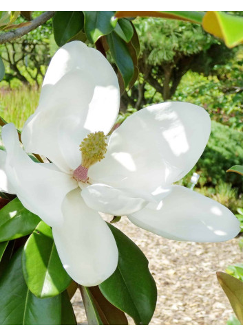 MAGNOLIA grandiflora GOLIATH - Magnolia à grandes fleurs