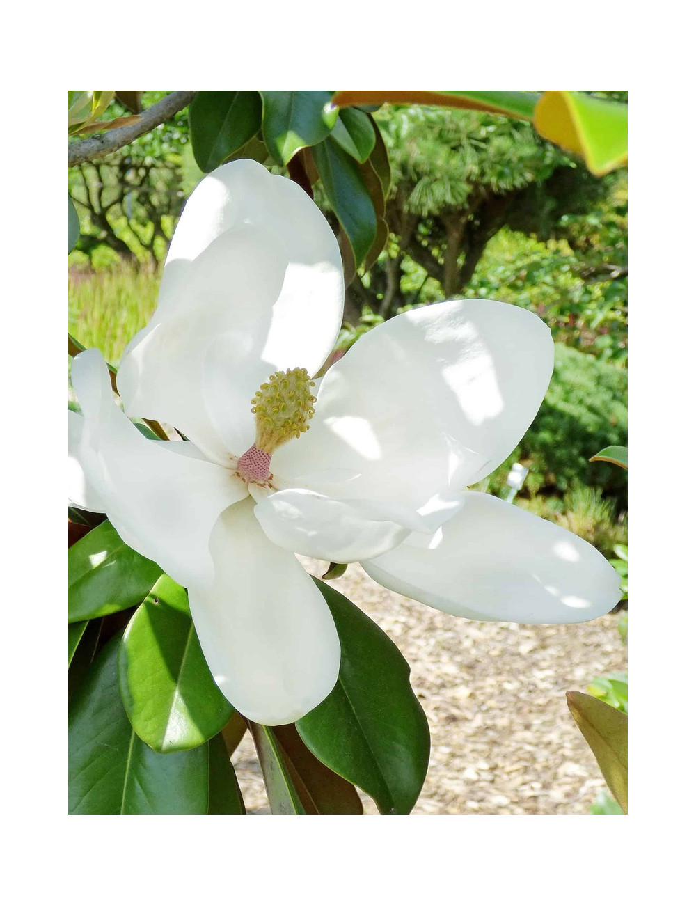 MAGNOLIA grandiflora GOLIATH - Magnolia à grandes fleurs