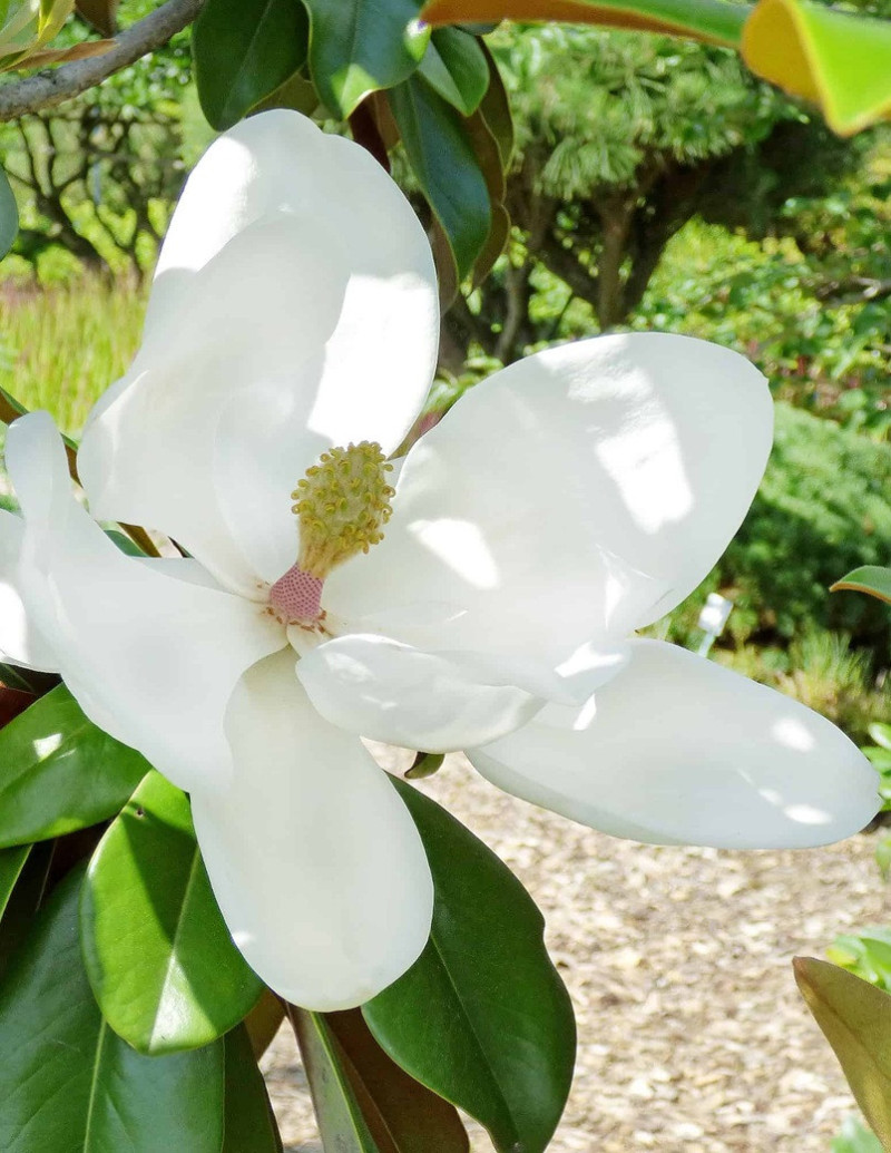 MAGNOLIA grandiflora GOLIATH - Magnolia à grandes fleurs
