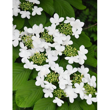 VIBURNUM plicatum SHASTA - Viorne