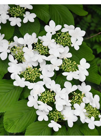 VIBURNUM plicatum SHASTA - Viorne