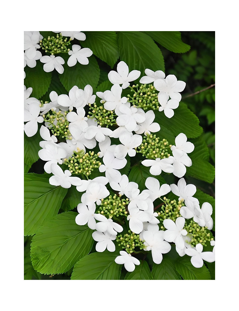 VIBURNUM plicatum SHASTA - Viorne