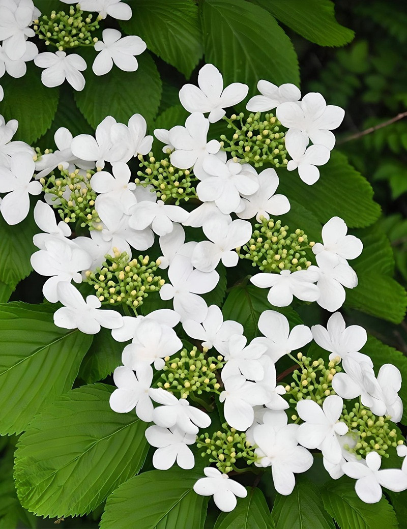 VIBURNUM plicatum SHASTA - Viorne