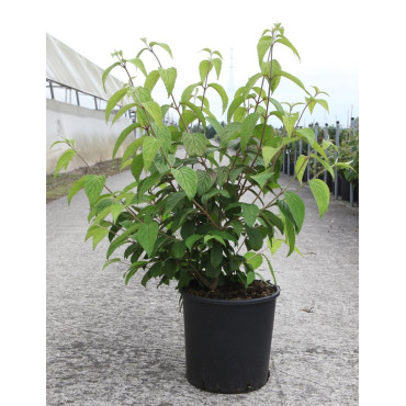 VIBURNUM plicatum SHASTA - Viorne En pot de 12-15 litres forme buisson hauteur 060-080 cm