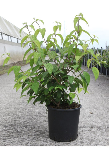 VIBURNUM plicatum SHASTA - Viorne En pot de 12-15 litres forme buisson hauteur 060-080 cm