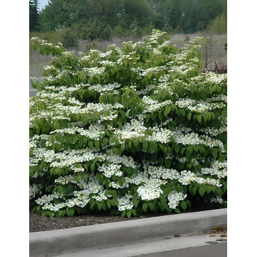 VIBURNUM plicatum SHASTA - Viorne