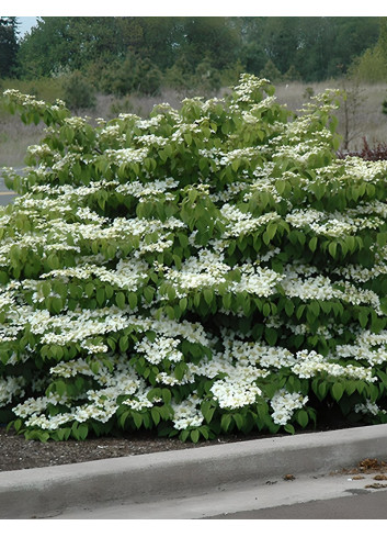 VIBURNUM plicatum SHASTA - Viorne