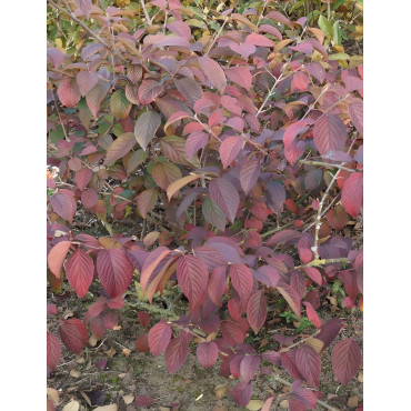 VIBURNUM plicatum SHASTA - Viorne