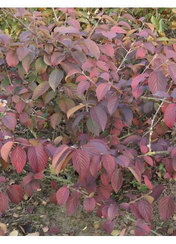 VIBURNUM plicatum SHASTA - Viorne