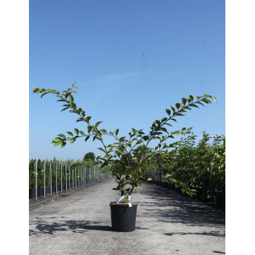 PRUNUS ROYAL FLAME® - Cerisier à fleurs En pot de 12-15 litres forme buisson hauteur 100-125 cm