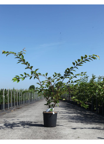 PRUNUS ROYAL FLAME® - Cerisier à fleurs En pot de 12-15 litres forme buisson hauteur 100-125 cm