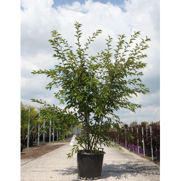 PRUNUS ROYAL FLAME® - Cerisier à fleurs En pot de 50-70 litres forme buisson hauteur 175-200 cm
