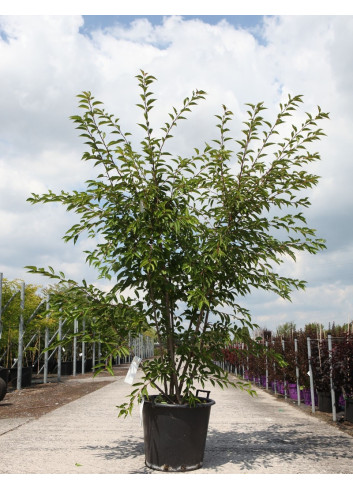 PRUNUS ROYAL FLAME® - Cerisier à fleurs En pot de 50-70 litres forme buisson hauteur 175-200 cm