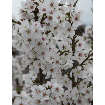 PRUNUS ROYAL FLAME® - Cerisier à fleurs