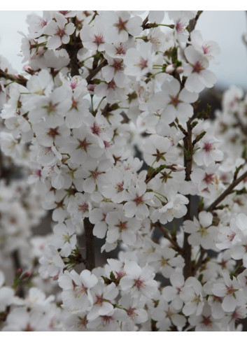 PRUNUS ROYAL FLAME® - Cerisier à fleurs