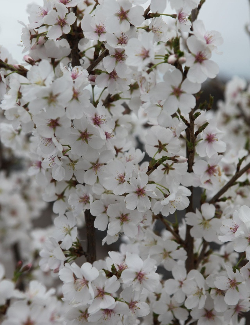 PRUNUS ROYAL FLAME® - Cerisier à fleurs